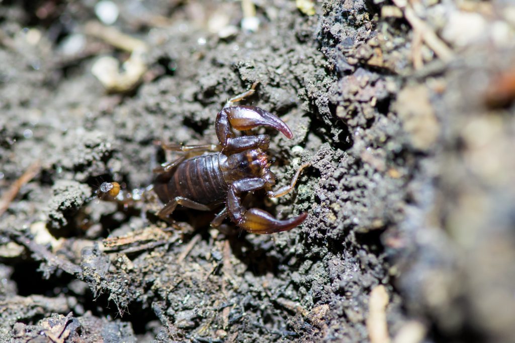 Alpenskorpion Antelsberg