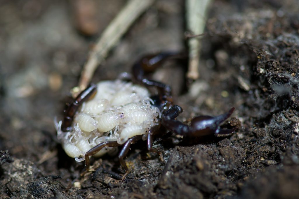 Alpenskorpion Antelsberg