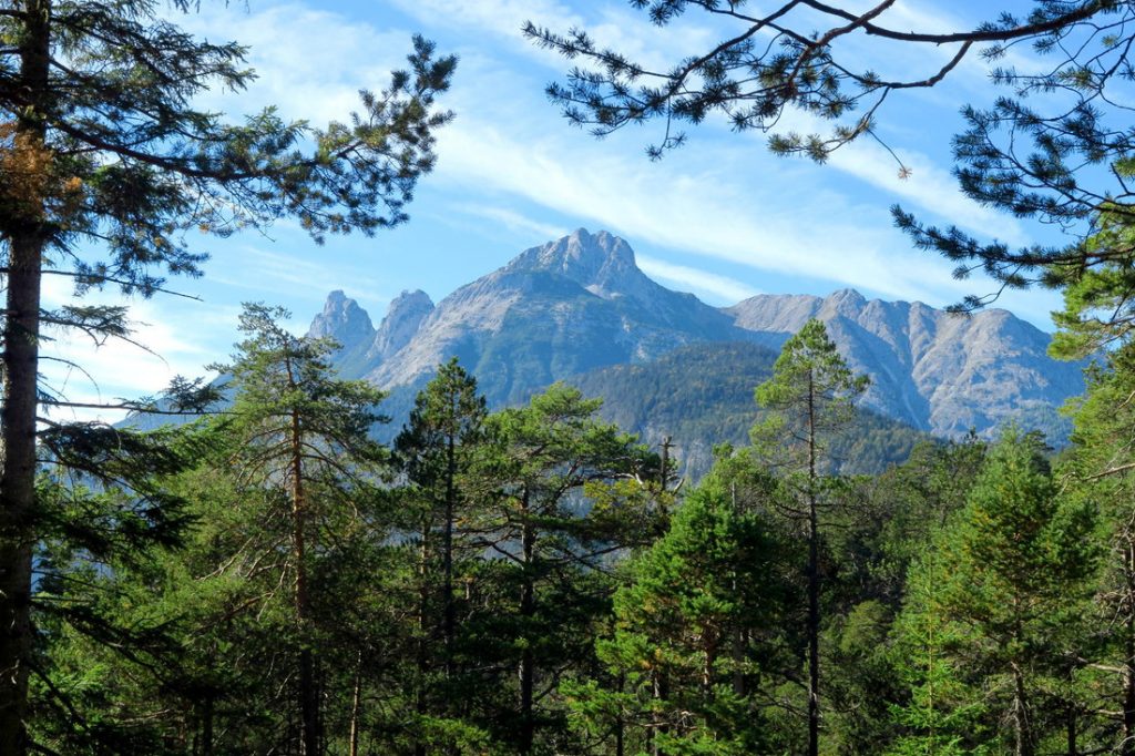 Arnspitze Wald