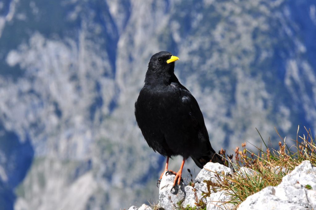 Arnspitze Alpendohle