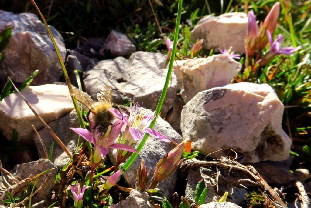 Arnspitze Hummel