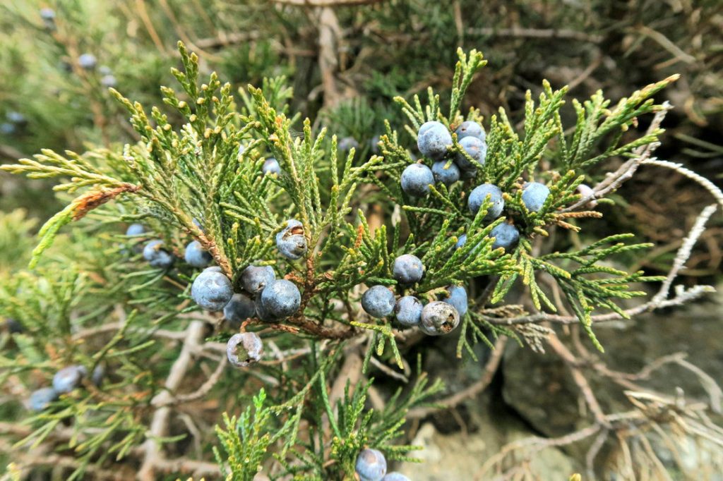 Sadebaum (Stink-Wacholder)