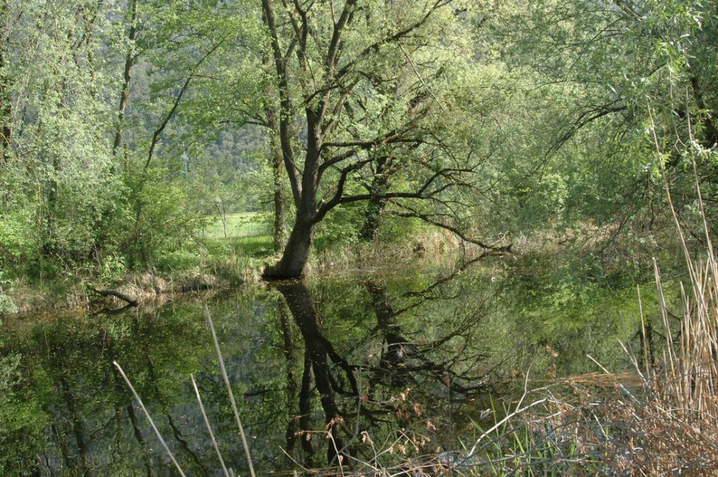 Gaisau Wald