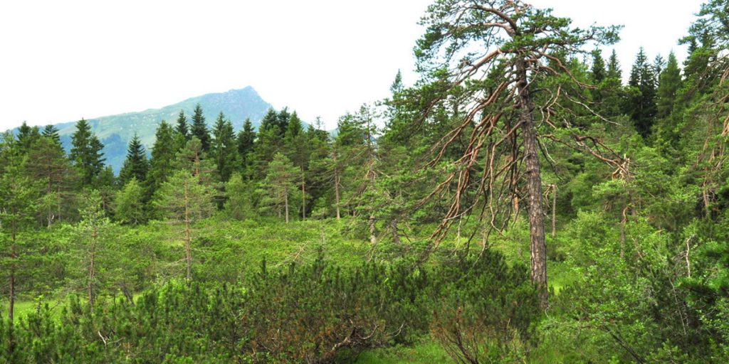 Latschenhochmoor