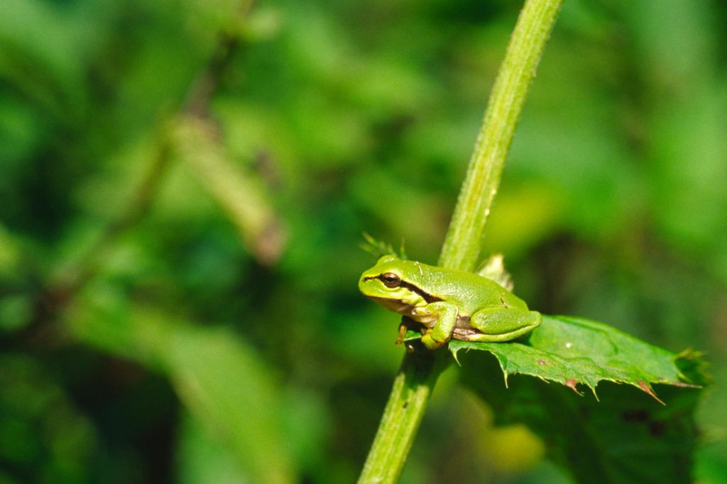 Laubfrosch