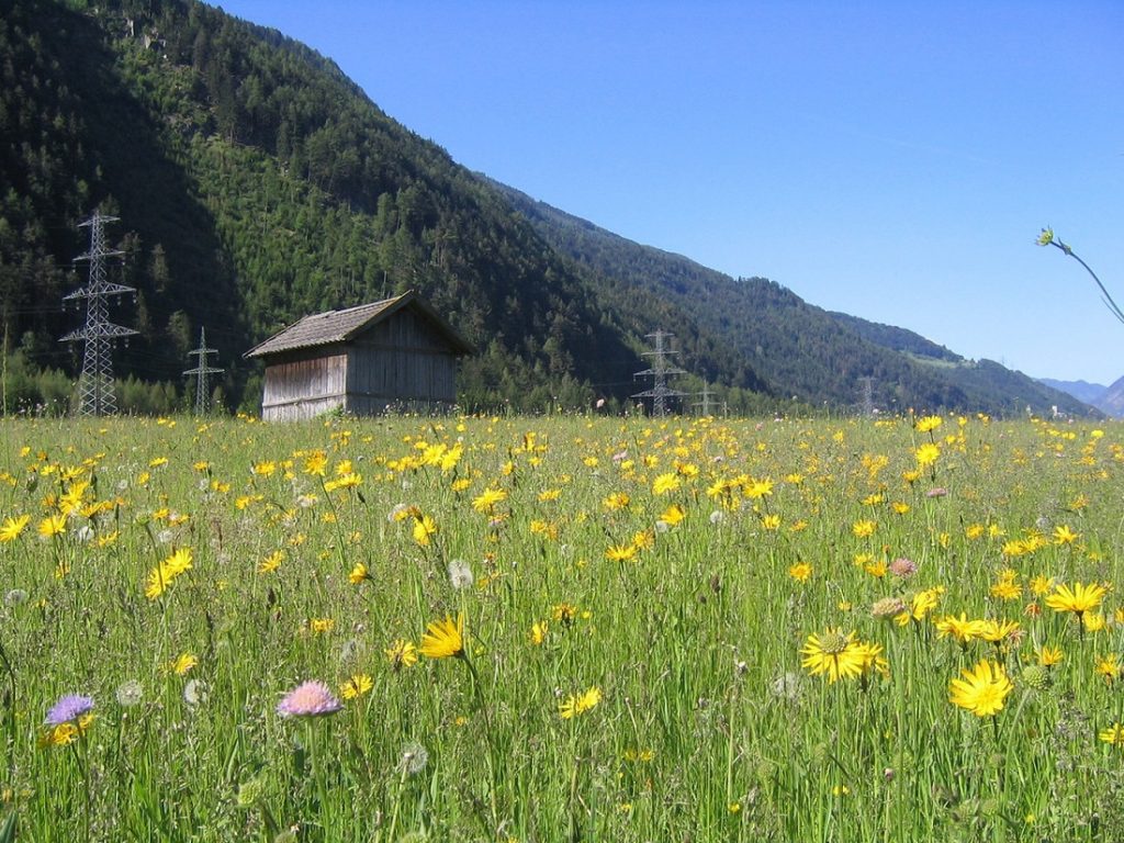 Blumenwiese und Hütte