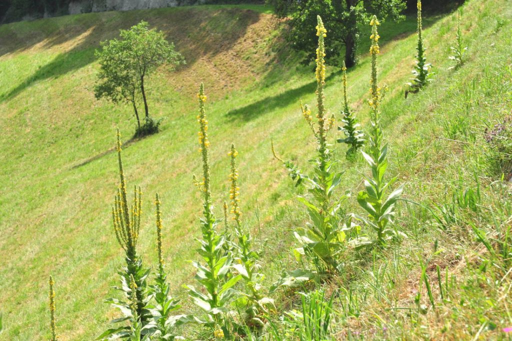 Vegetation St. Pankraz