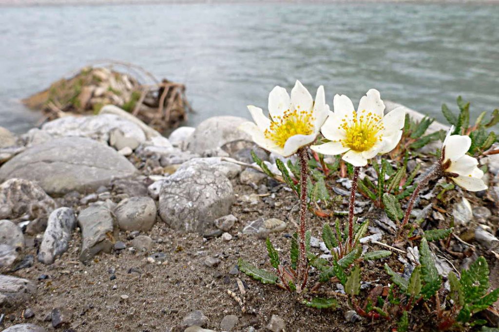 Silberwurz am Lech bei Forchach