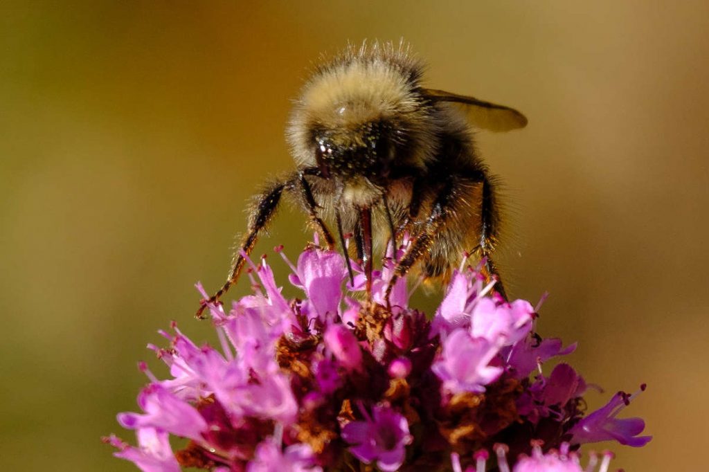 Thymian-Blüte - Hummel