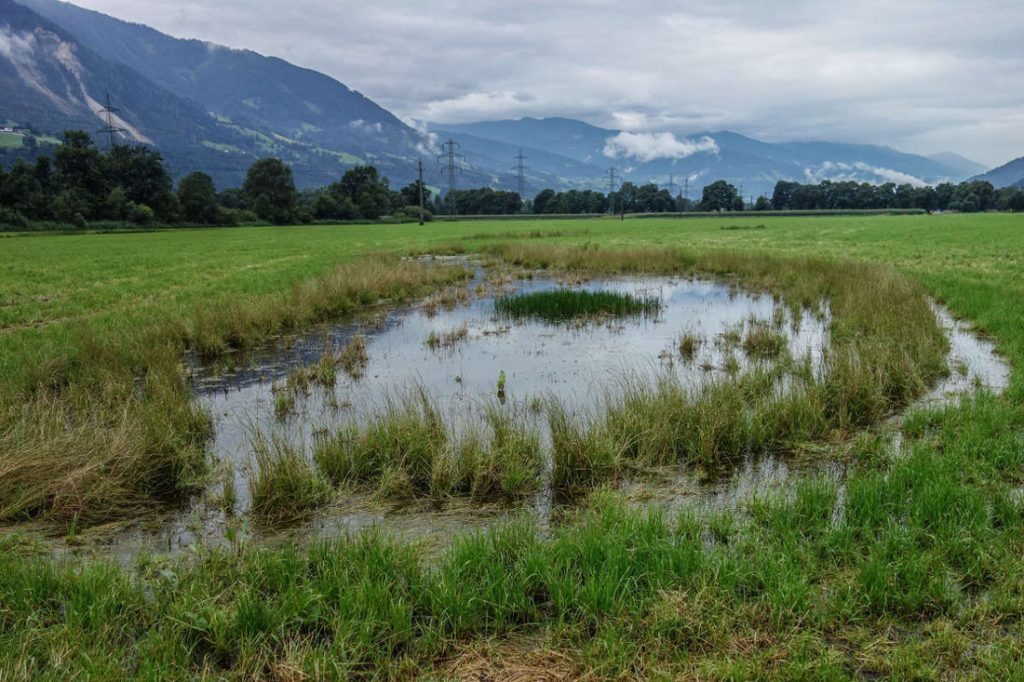 wassergefüllte Senke in einer Wiese