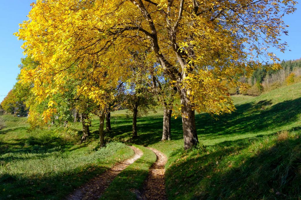 Baumallee am Feldweg zum Riedhof