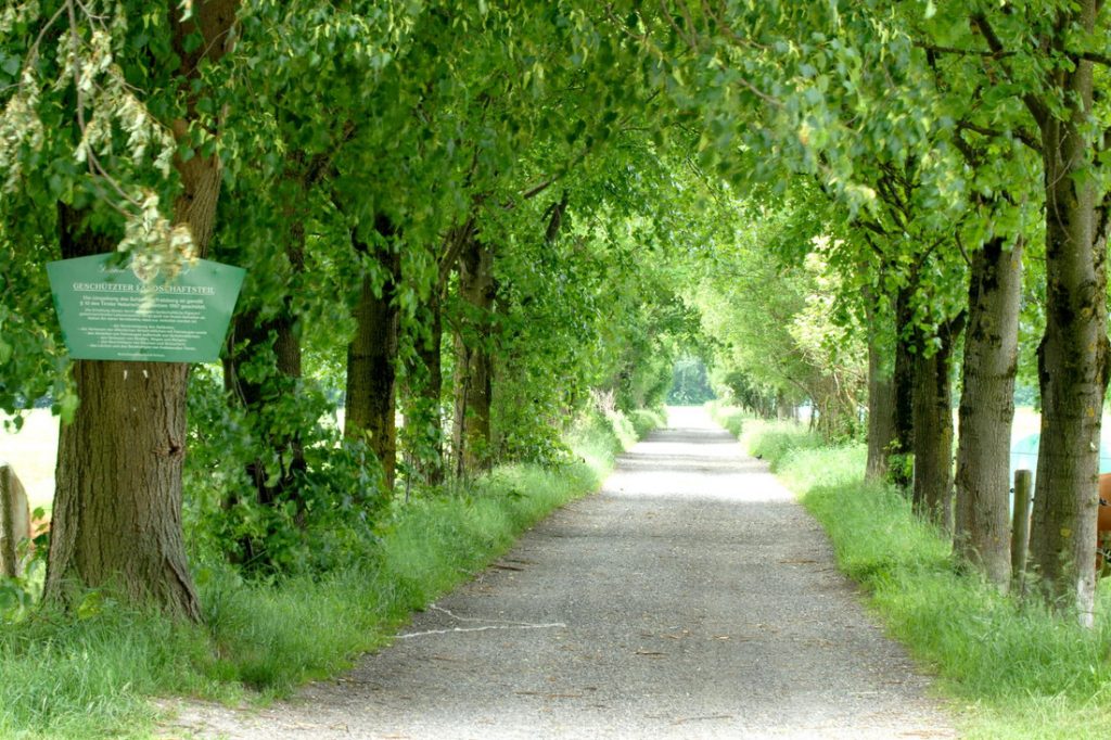 Baumallee im Talboden