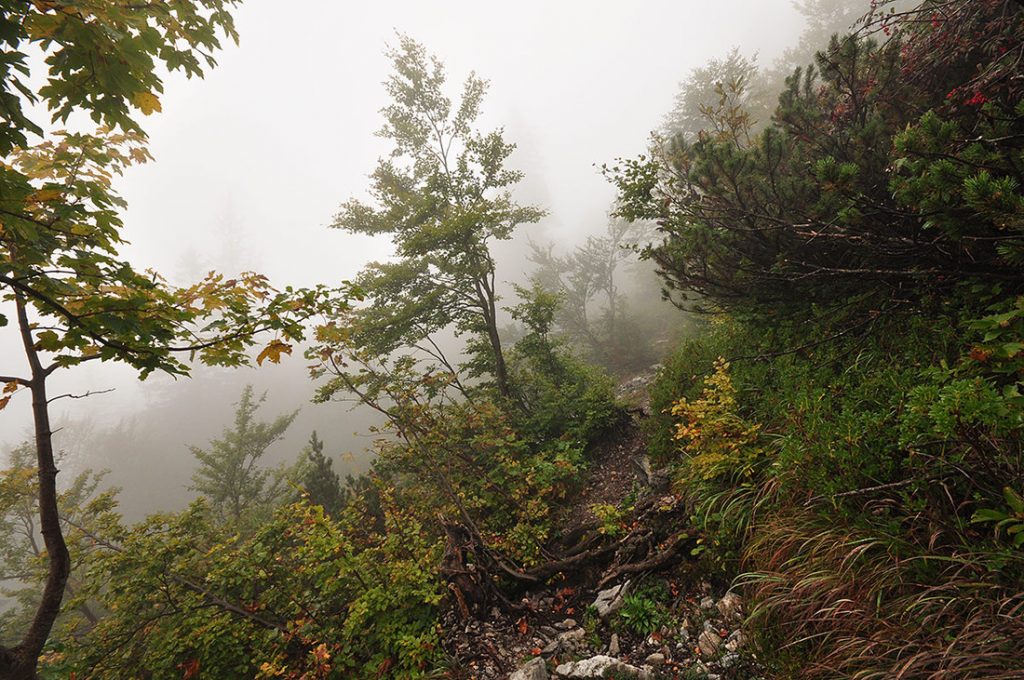 Nebel, Wald