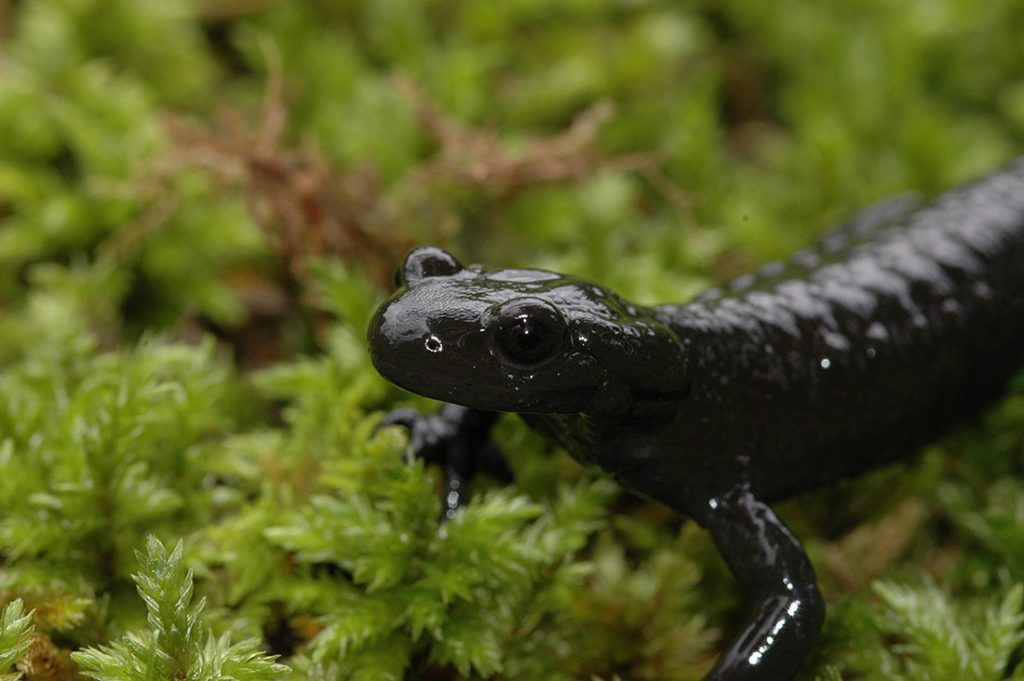 Alpensalamander