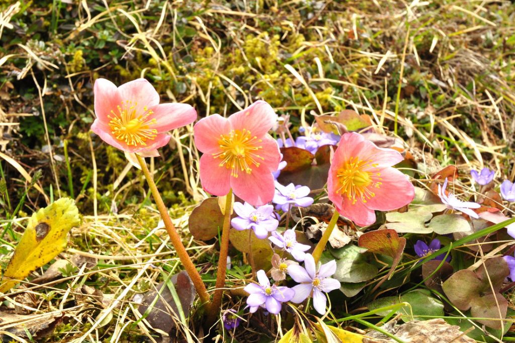 Schneerosen und Leberblümchen