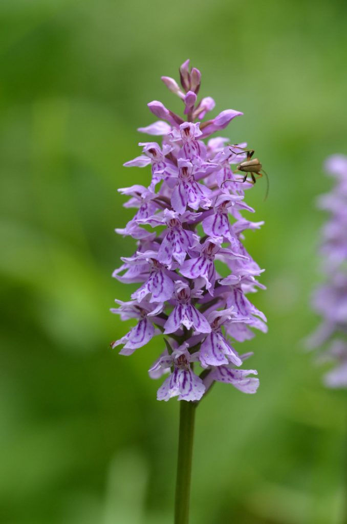 Orchidee