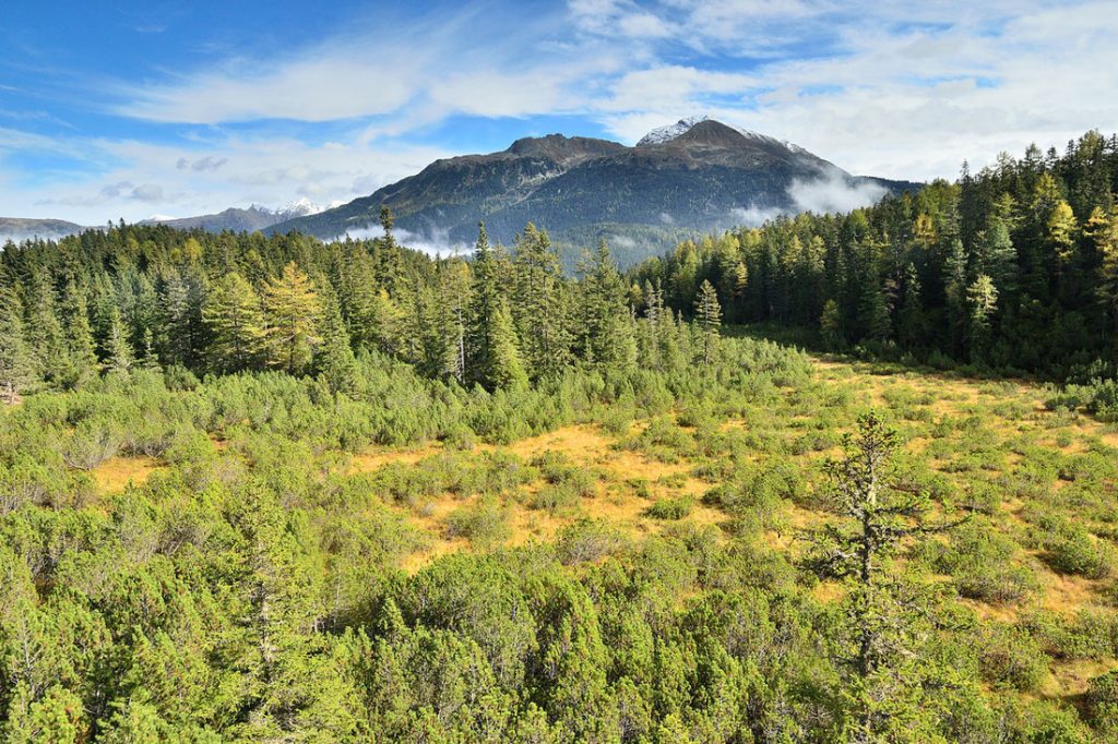 Piller Moor - Blick vom Moorturm