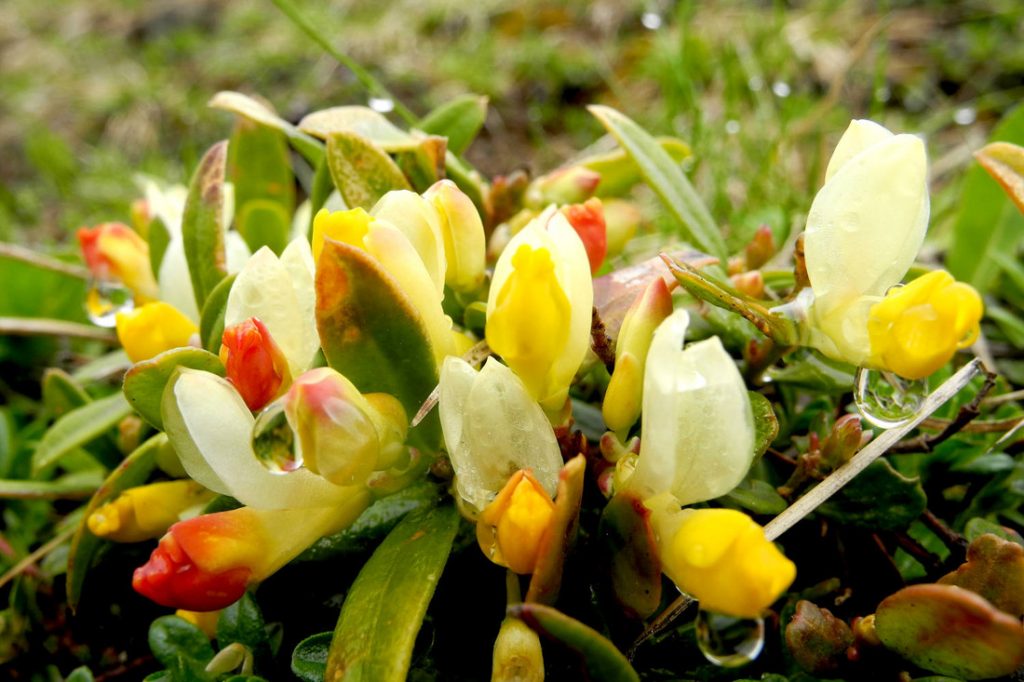 Buchskreuzblume