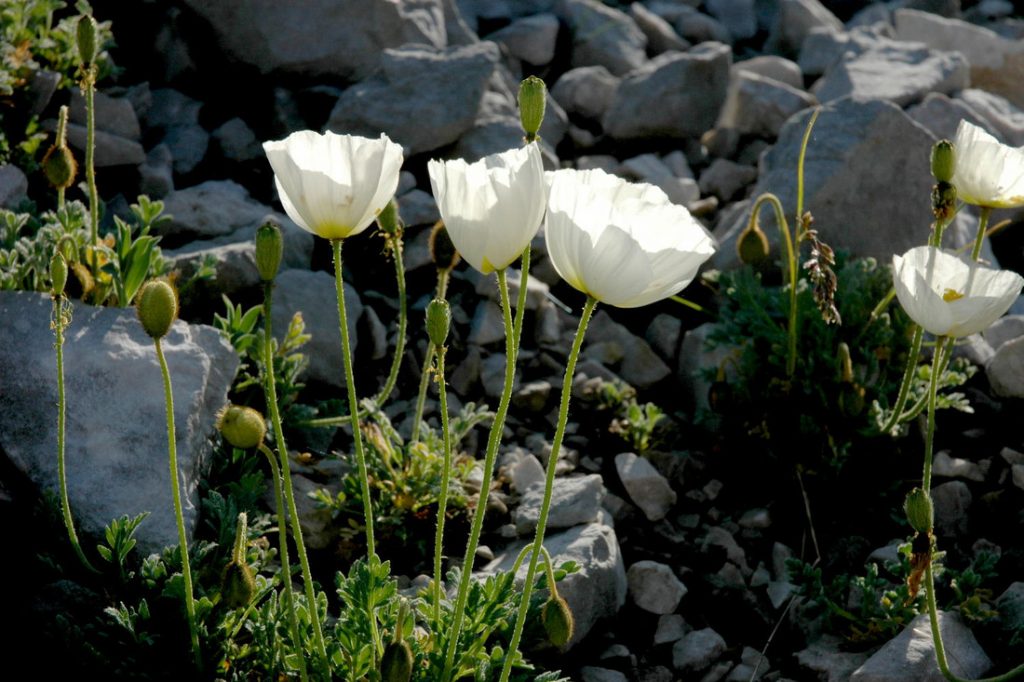 Alpenmohn