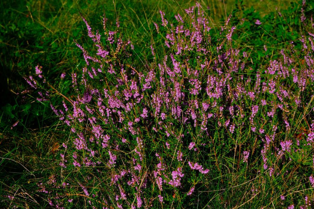 Besenheide